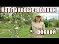 249_Карликовые яблони весной