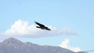 Famous Common Ravens Soaring and Croaking Net Worth