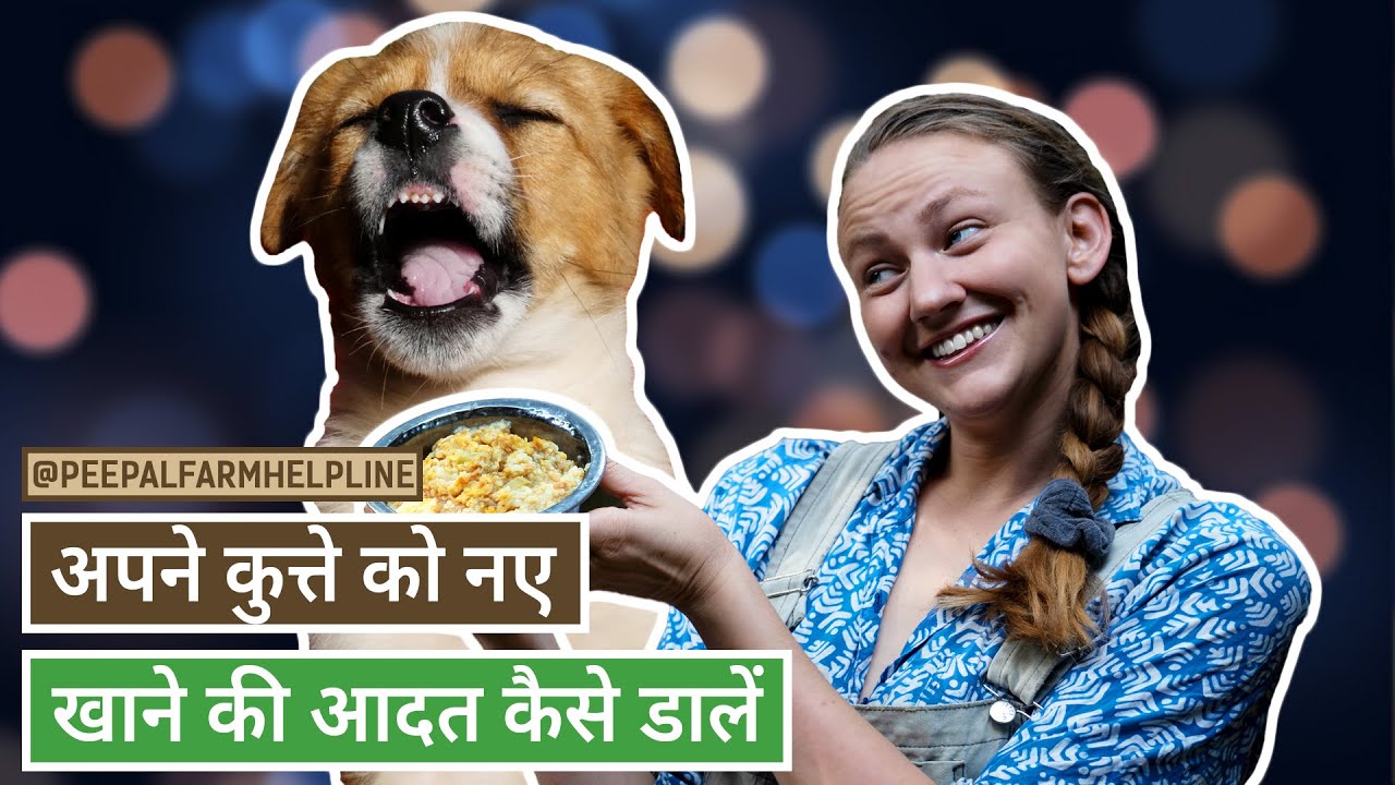 अपने कुत्ते को नए खाने की आदत कैसे डालें ? How do I get my dog to eat