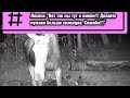 Лучший солонец в работе!!!