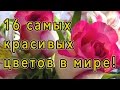 ♥ Самые красивые цветы в мире! ♥