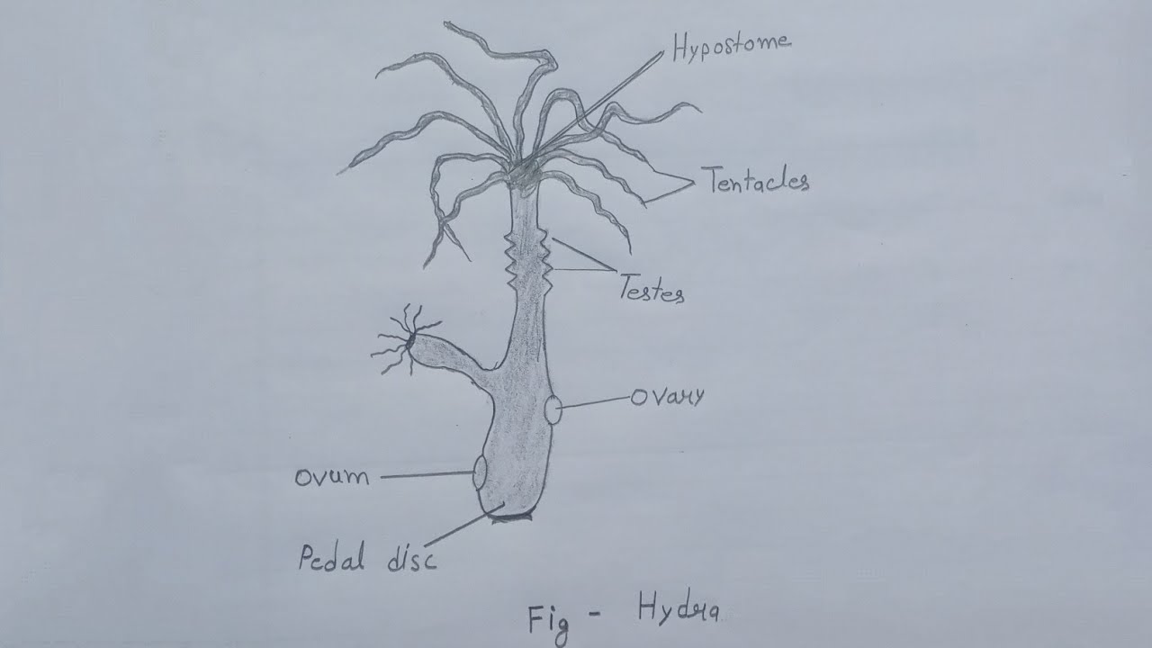 Asexual Reproduction Hydra Stock Photo by ©aldonagriskeviciene 481531250