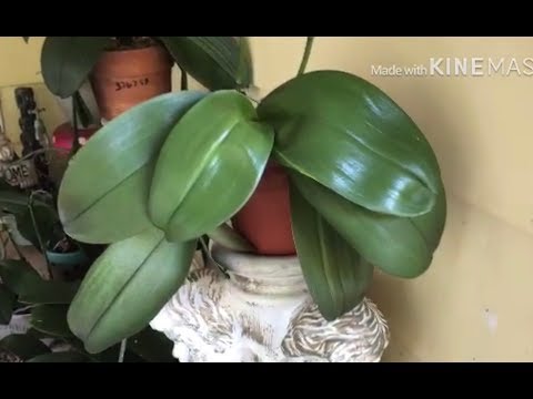 Consejos expertos: Cuándo y cómo podar tus orquídeas