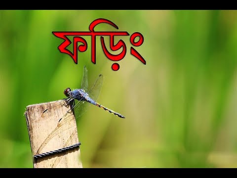 Lal Foring"(লাল ফড়িং