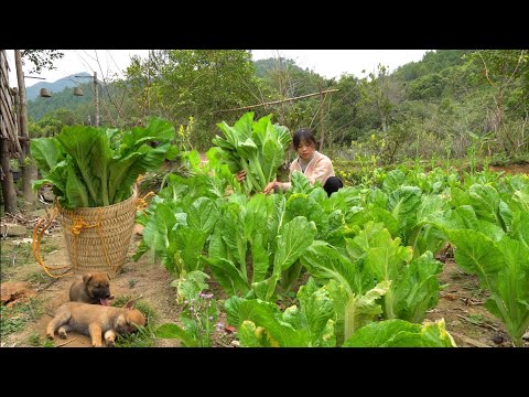 Full Video: 60 Ngày Thu Hoạch Rau Củ, Làm Vườn, Chăm Sóc Vật Nuôi, Nấu Ăn. Sống Trên Núi.