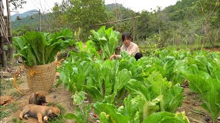 FULL VIDEO: 60 Days Harvest Vegetables, Gardening, Pet Care, Cooking. Live On The Mountain.