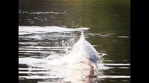 Adventures in the Amazon: Pirahna Fishing, Caiman Hunting, and Pink Dolphin Watching