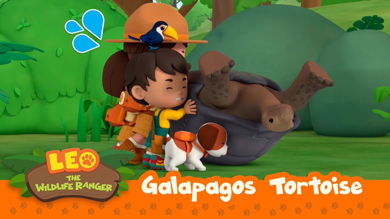 Galapagos Tortoise | Help an Upside Down GIANT Tortoise! | Leo the Wildlife Ranger | Kids