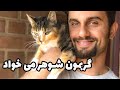 وقتی گربه مون فحل شد چیکار کنیم علایم و نشانه های فحل چیست نگهداری حیوون خونگی
