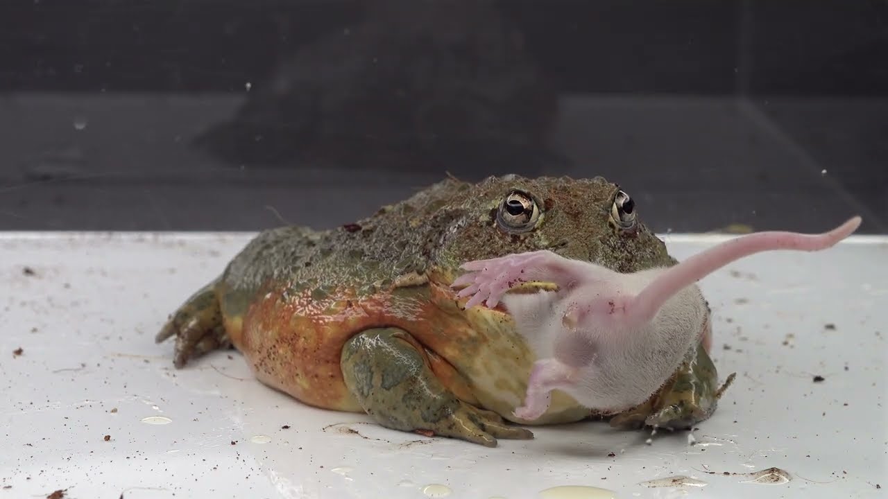 Giant African Bullfrog Eats Rat / Warning Live Feeding - YouTube