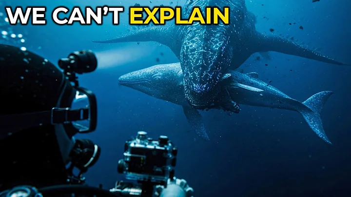 6 Massive Sea Creatures Caught on Camera