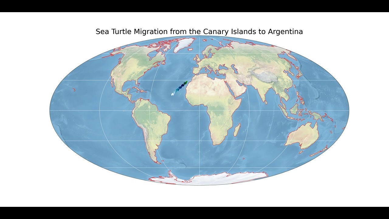 Turtle Path Migration - YouTube