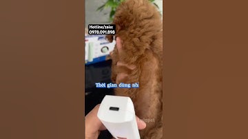 Tông đơ 4in1 đa năng TIẾT KIỆM tiện lợi - Cắt tỉa chó mèo tại nhà #tongdo #poodle #cattialongchomeo