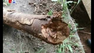 Останки древнего животного на дачном участке под Коуровкой обнаружили местные жители Останки древнего животного на дачном участке под Коуровкой обнаружили местные жители