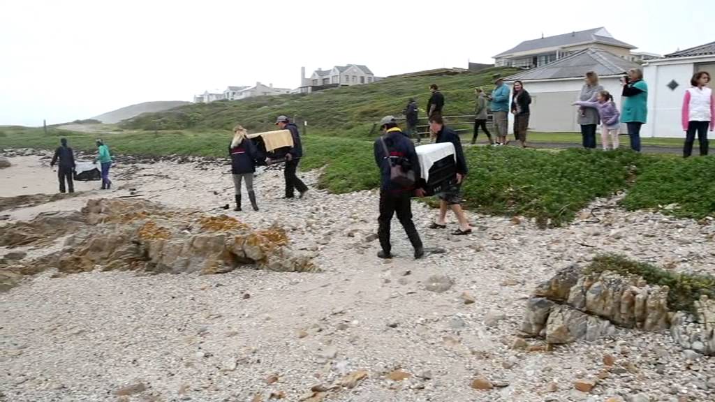 Gansbaai Penguin Release - African Penguin & Seabird Sanctuary