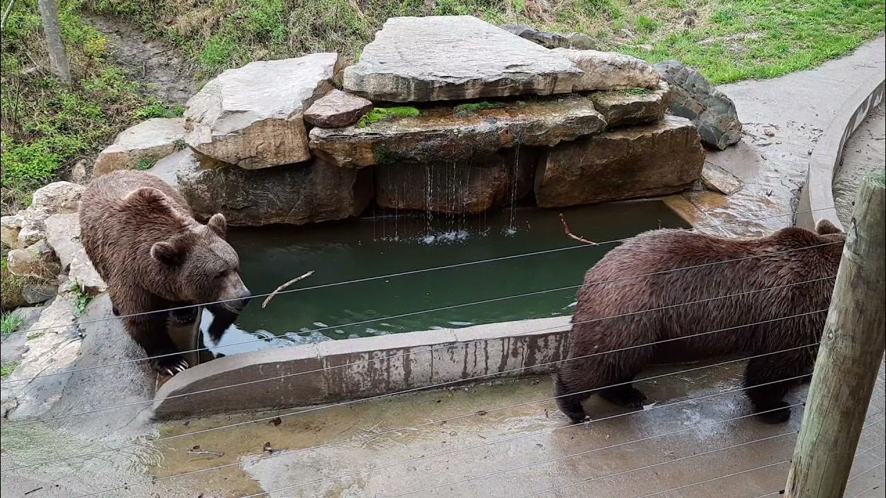 Bob & Screech the Grizzly Bears YouTube