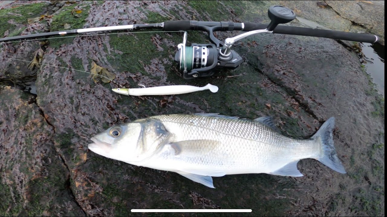 ONE FISHERMAN AND HIS LURE ROD CHASING SEA BASS!! #fishing #viral