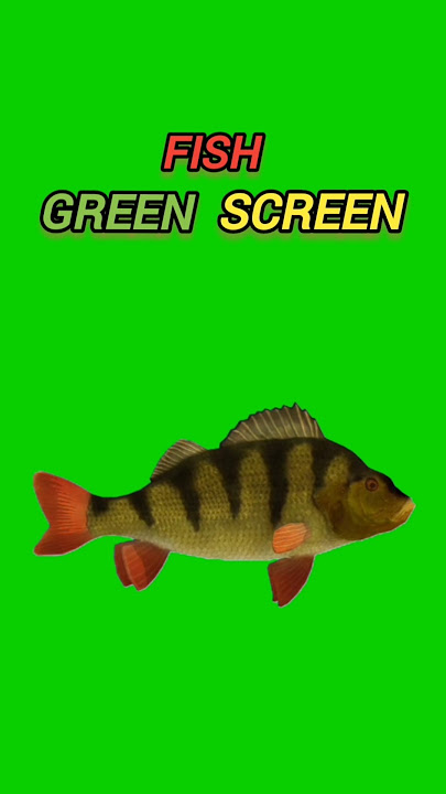 Fish Green Screen #greenscreenshorts #shortsviral #ytshorts #animalshorts #fish @HadeeraPNGs