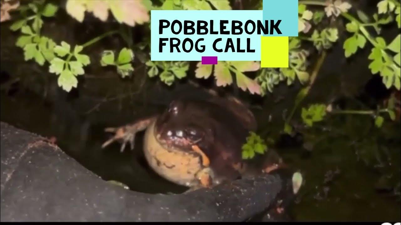 Pobblebonk Frog Call Banjo Frog (Limnodynastes dumerilii) YouTube