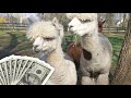 How To Make Money With Alpacas | Making Money On An Alpaca Farm