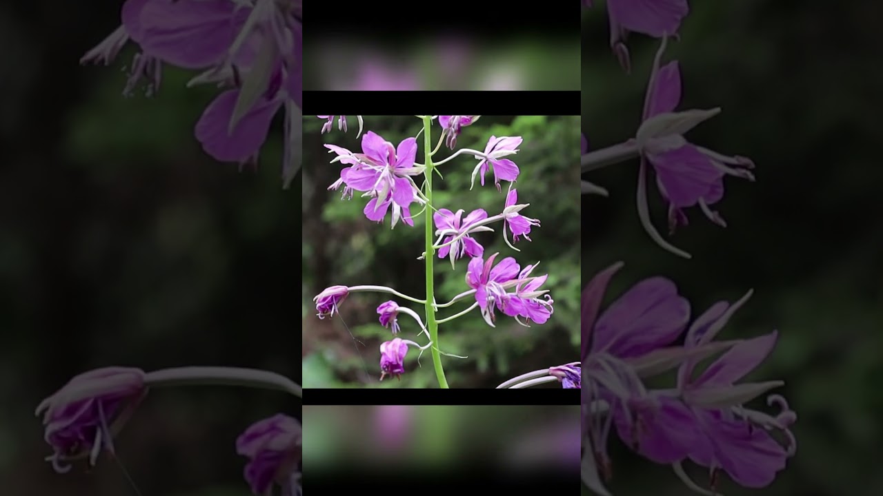 🧚🌊 Fairy Streams – Legends Flowing in Water 💫📜