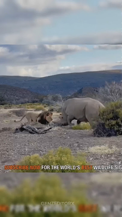 Lion is Fearless 🦁 | Lion vs Rhinoceros #shorts #thelionking #fight #rhino rhino