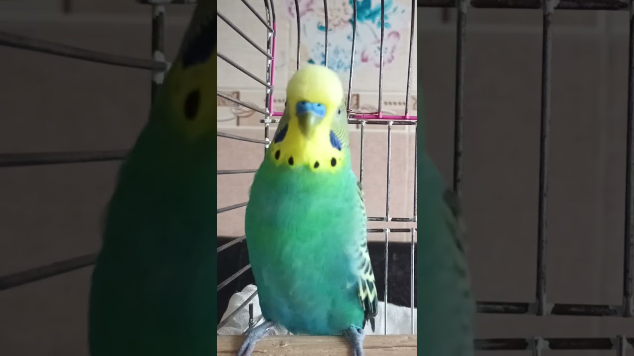 kuş mutluluk sesleri #budgies #talkingparot #birds #muhabbetkuşu #parrot #blackfacebudgie #funny