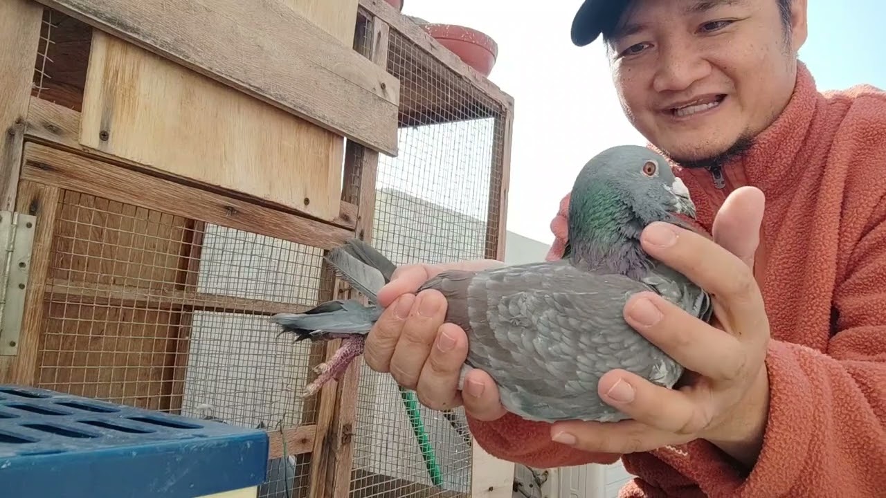 loft and breeders viewing plus pabaon na ibon from labo loft