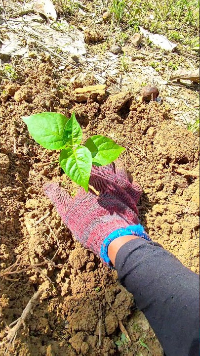 Cara tanam anak pokok cili padi