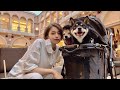 土曜日の柴犬わんわん配信