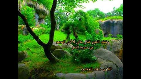 وتفقد الطير فقال مالي لآ أرى الهدهد - من سورة النمل - سعيد الخطيب