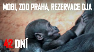 MOBI  Baby Gorilla | Gorilí mládě Mobi  ZOO Praha