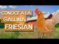 Gallina Friesian 🐔 Una raza histórica de los Países Bajos