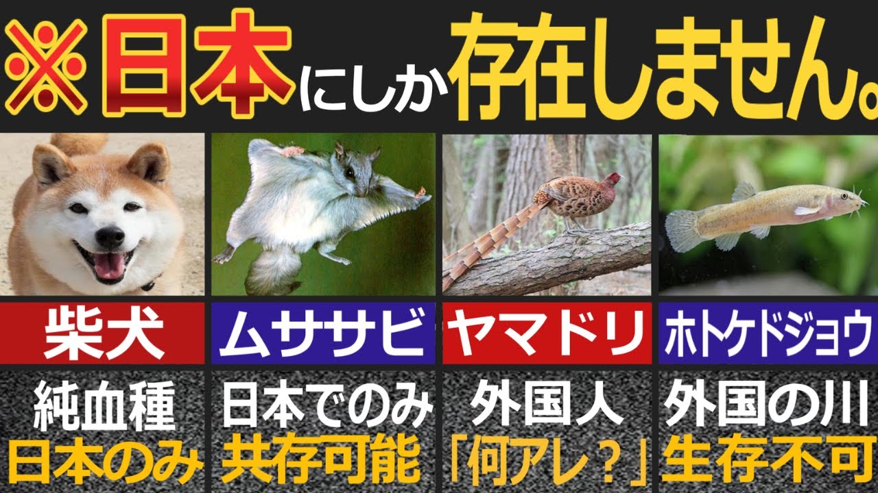 【ゆっくり解説】外国人を魅了する日本固有の動物【海外の反応】【総集編】