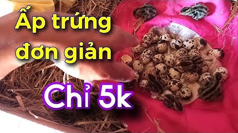 Ấp trứng quá đơn giản hiệu quả nhất chỉ 5k- Simple effective quail hatching