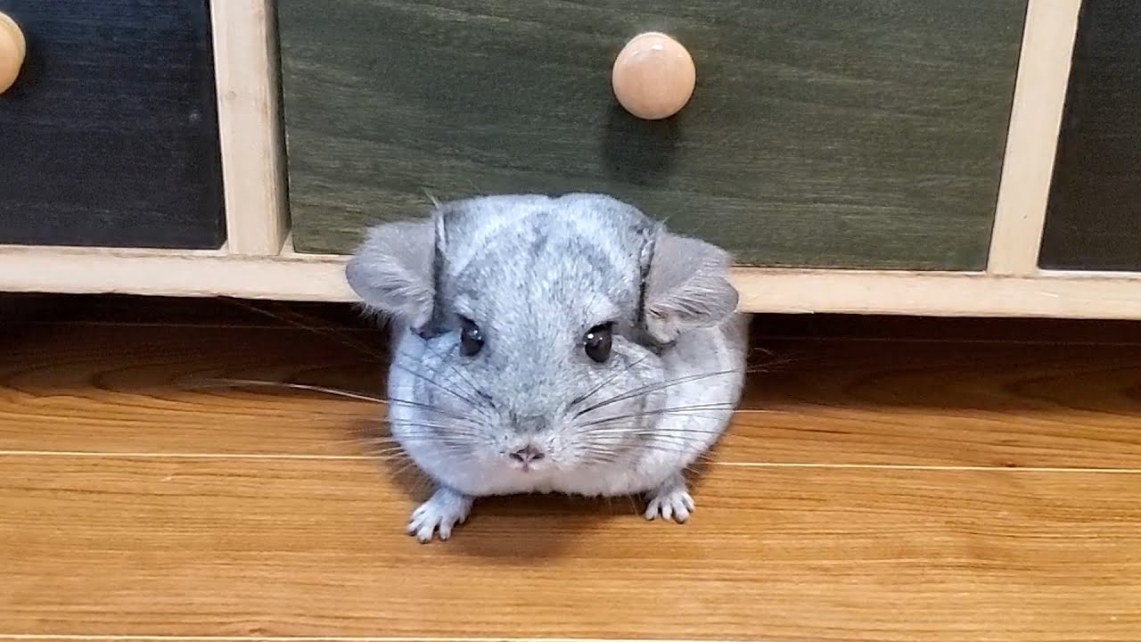 チンチラの嬉しい時のかわいい鳴き声 Chinchilla noises YouTube