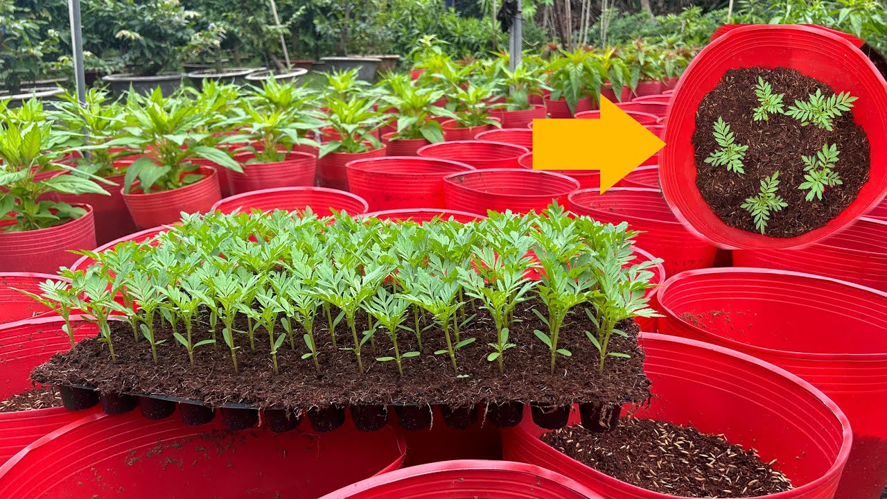 Ra Chậu Hoa Vạn Thon Tết 2025 | Hoa Tết 2025