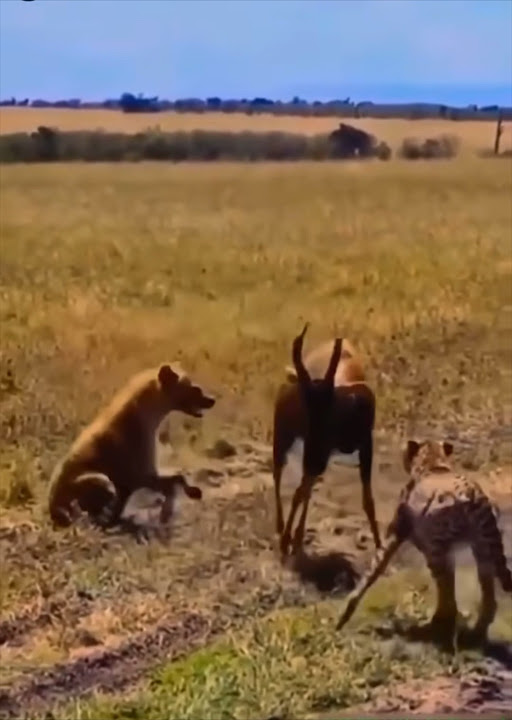 The hyena causes her to be rescued from among the cheetahs #animals #