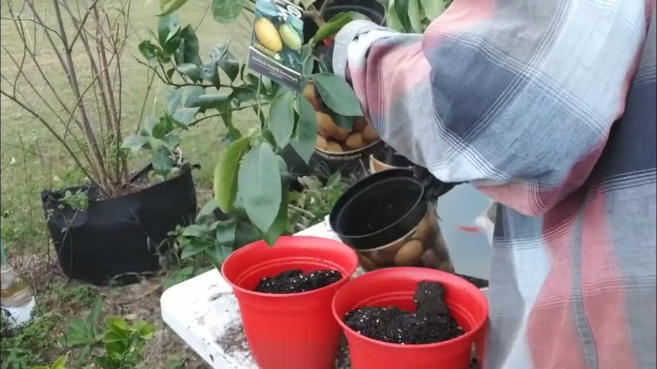 Part 1Potting up Meiwa Kumquats grown from seeds give away. YouTube