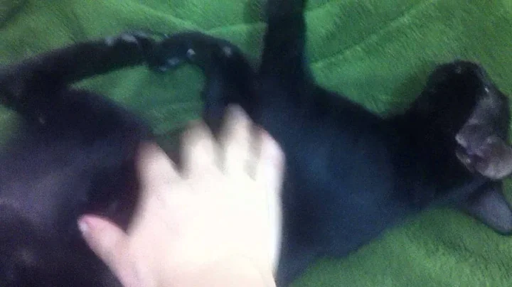 Cute Kitten Needs a Home