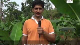 Banana Cultivation for livelihood security English Part 1