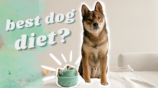 RAW DOG DIET ep. 3: did I find the BEST DOG FOOD?  what my SHIBA INU eats