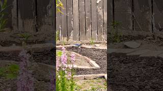 Scrub Jay Eating Wasp Larvae