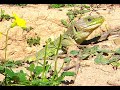 Sierra de Torremolinos #lagartos #medioambiente #faunayflora  LAGARTO OCELADO