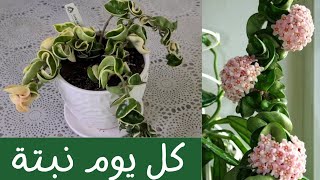 كل يوم نبتة الحلقة 32 نبات الشمعة - هويا كارنوزا One plant a day - Hoya carnosa compacta