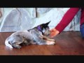 Abbie 2 weeks training.wmv Abbie 2 weeks training.wmv