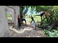 Brave soldiers used high-tech snake detectors to locate the giant python's nest.
