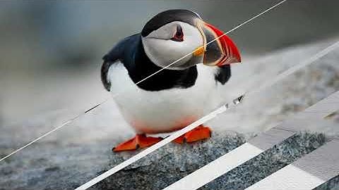 Transitions Mattes Pack | Motion Graphics - Envato elements