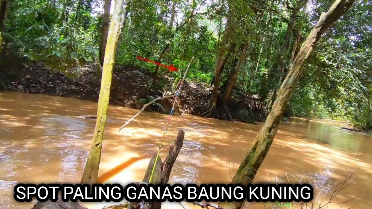 MANCING IKAN BAUNG TERGANASS  DI AIR KERUH ❗❗ JORAN KU SAMPAI MELENGKUNG