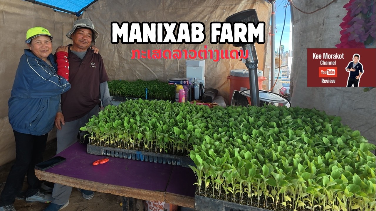 ກະເສດຕະກອນລາວຕ່າງແດນ #Lao Farmer #Manixab Farm #Fresno #California #USA